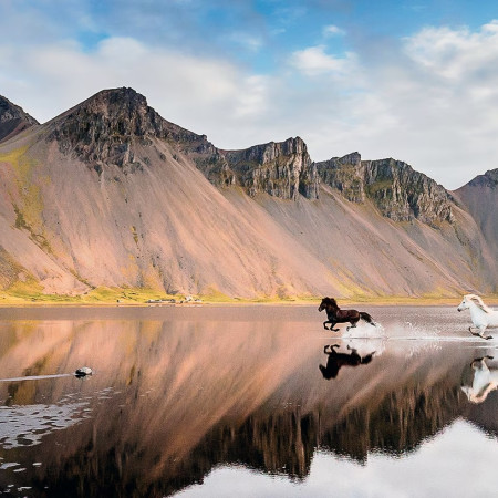konie islandzkie - Puzzle Panoramiczne 