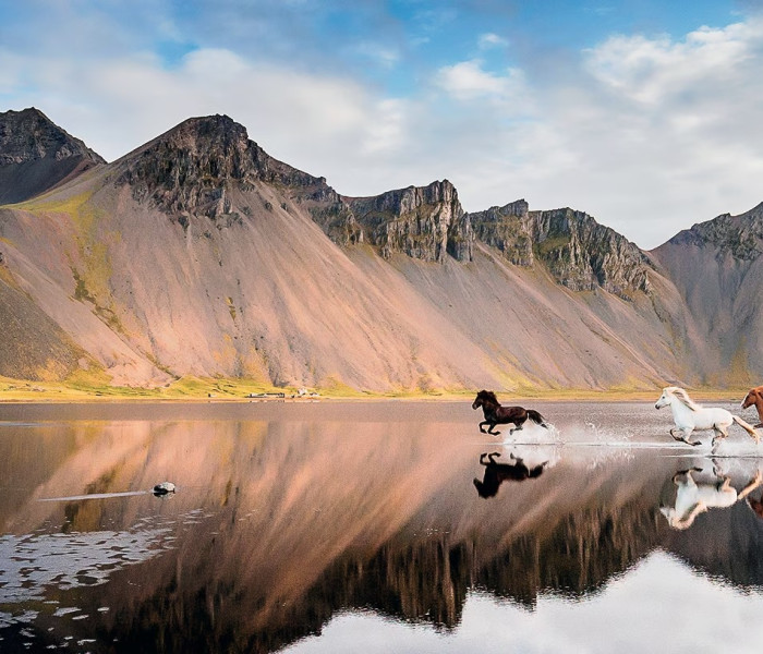 Puzzle - Heye - konie islandzkie - Puzzle Panoramiczne