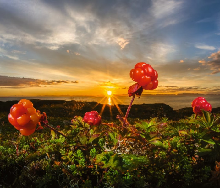 Puzzle - Heye - Maliny moroszki