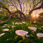 Puzzle - Heye - Chaber afrykański