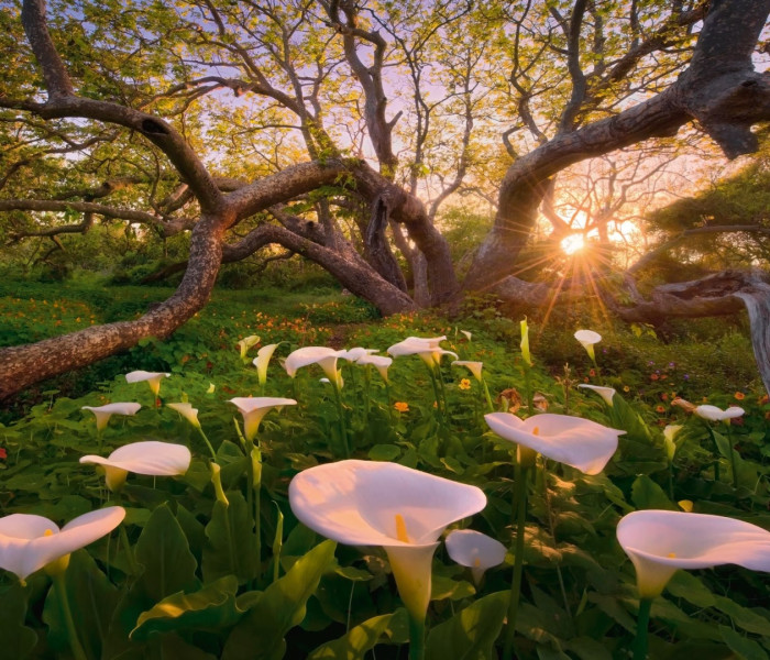 Puzzle - Heye - Chaber afrykański