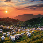 Puzzle - Heye - Owce i wulkany