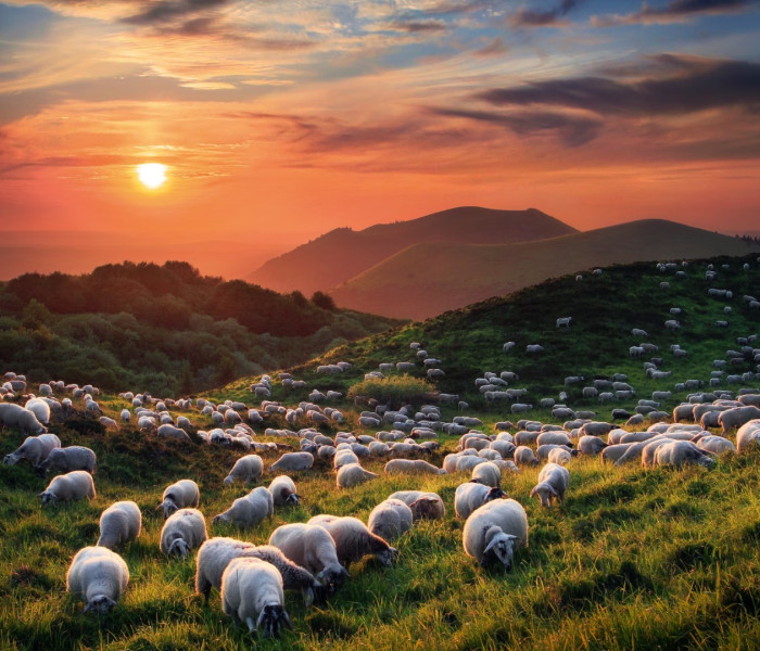 Puzzle - Heye - Owce i wulkany