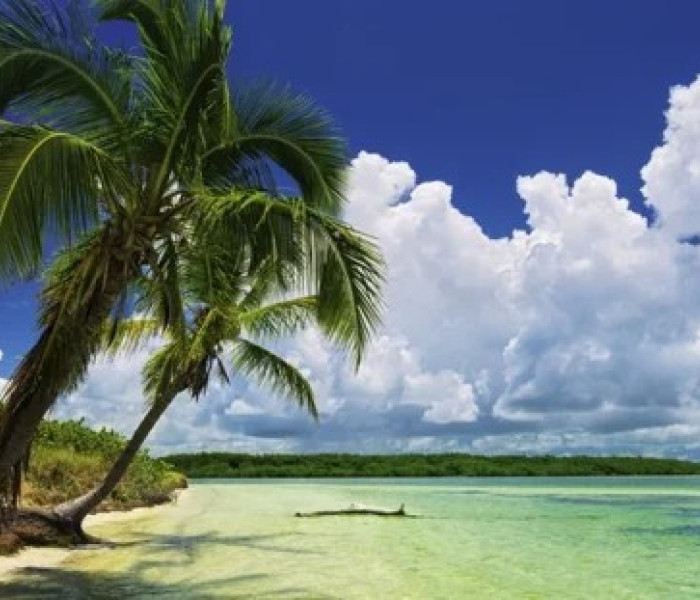 Puzzle - Heye - Raj palmowy - Puzzle Panoramiczne