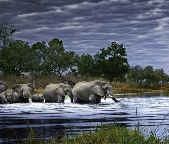 Puzzle - Heye - Stado słoni - Puzzle Panoramiczne