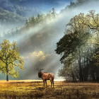 Puzzle - Heye - Poranne powitanie - Puzzle Panoramiczne