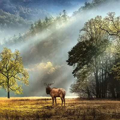 Poranne powitanie - Puzzle Panoramiczne 