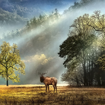 Poranne powitanie - Puzzle Panoramiczne 