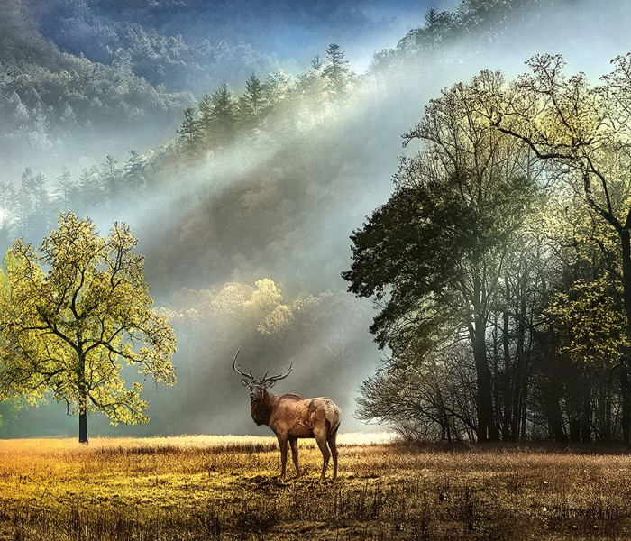 Puzzle - Heye - Poranne powitanie - Puzzle Panoramiczne