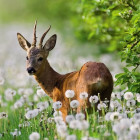 Puzzle - Heye - Jeleń