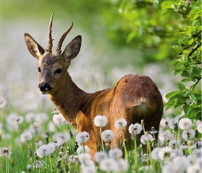 Puzzle - Heye - Jeleń