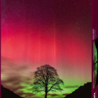 Puzzle - Heye - Drzewo Robina Hooda