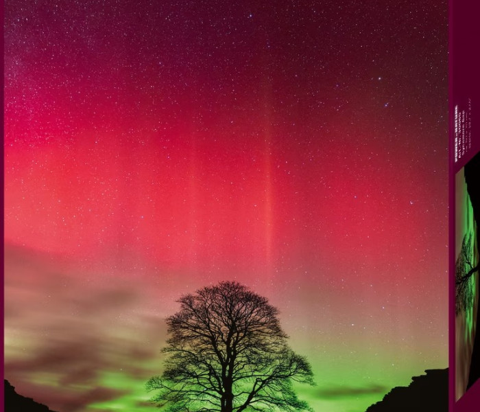 Puzzle - Heye - Drzewo Robina Hooda