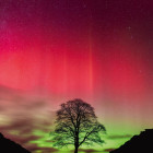 Puzzle - Heye - Drzewo Robina Hooda