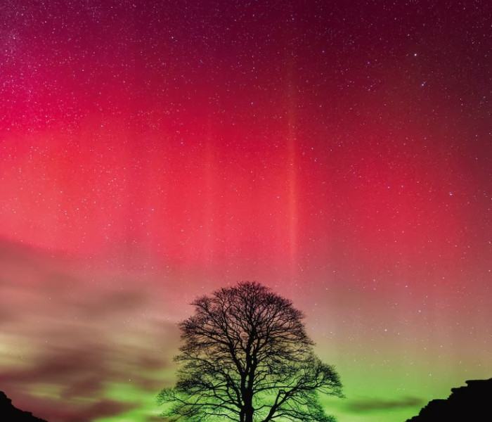 Puzzle - Heye - Drzewo Robina Hooda