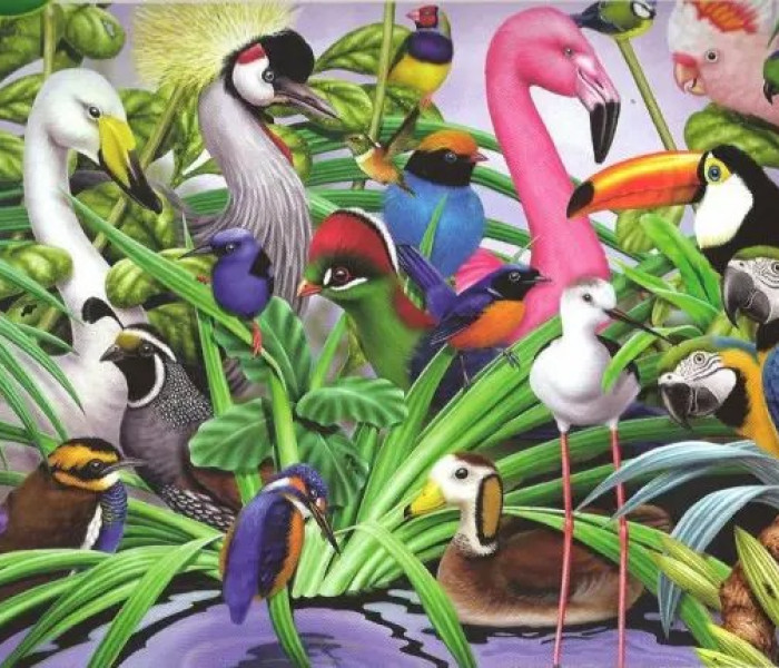 Puzzle - King - Niesamowite ptaki