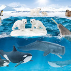 Puzzle - Schmidt - Na Antarktydzie + figurka