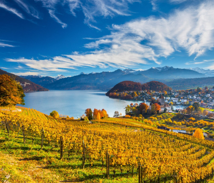 Puzzle - Schmidt - Winnica