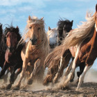 Puzzle - Trefl - Galopujące konie