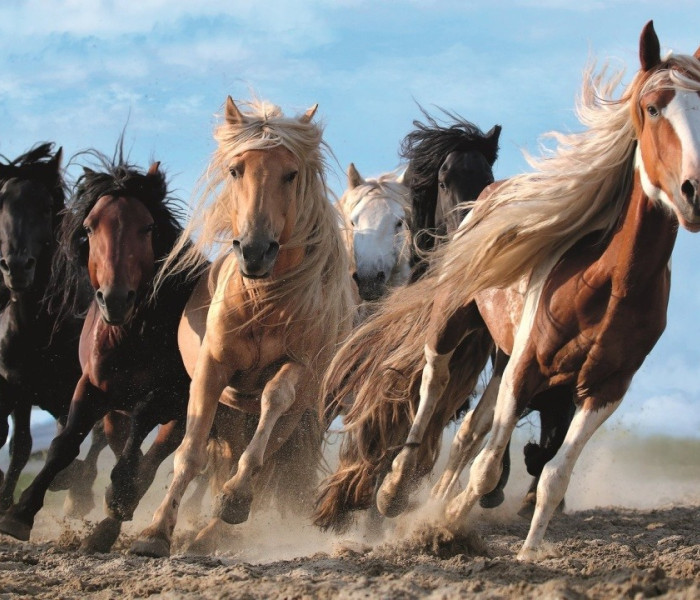 Puzzle - Trefl - Galopujące konie