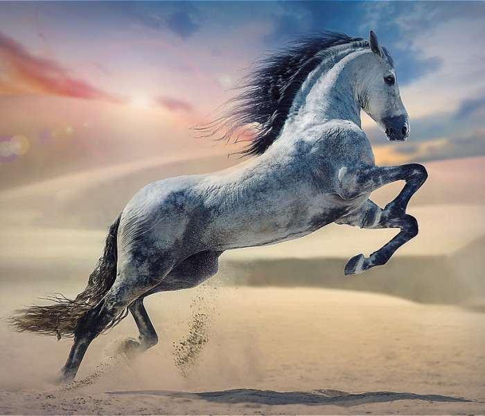 Puzzle - Trefl - Majestatyczny koń