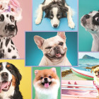 Puzzle - Trefl - Słodkie psy