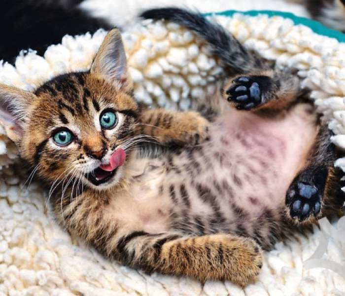 Puzzle - Trefl - Wesoły kotek