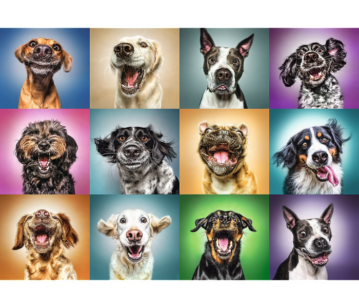 Puzzle - Trefl - Zabawne portrety psów