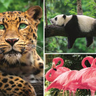 Puzzle - Trefl - Zwierzęta - kolaż