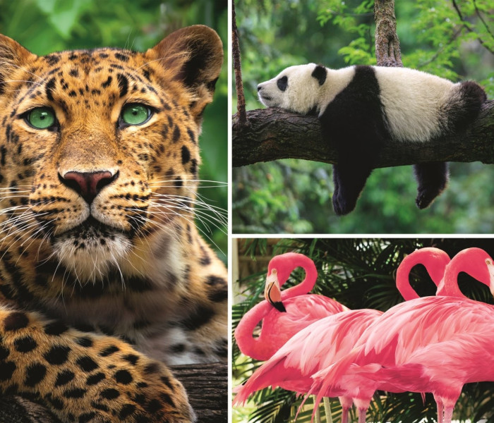 Puzzle - Trefl - Zwierzęta - kolaż