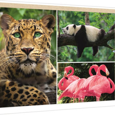 Zwierzęta - kolaż