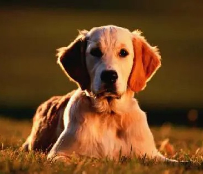 Puzzle - Zdeko - Złoty Retriever