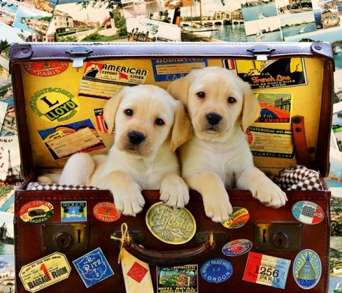 Puzzle - Bluebird - Szczenięta w podróży