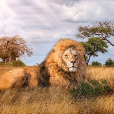 Król sawanny