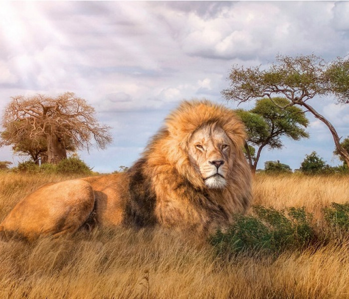 Puzzle - Clementoni - Król sawanny