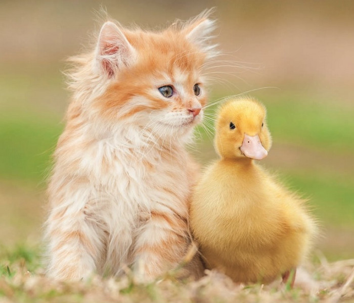 Puzzle - Educa - Uroczy przyjaciele