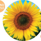 Puzzle - Educa - Słoneczniki - Okrągła układanka