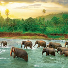 Puzzle - Eurographics - Słonie w rzece
