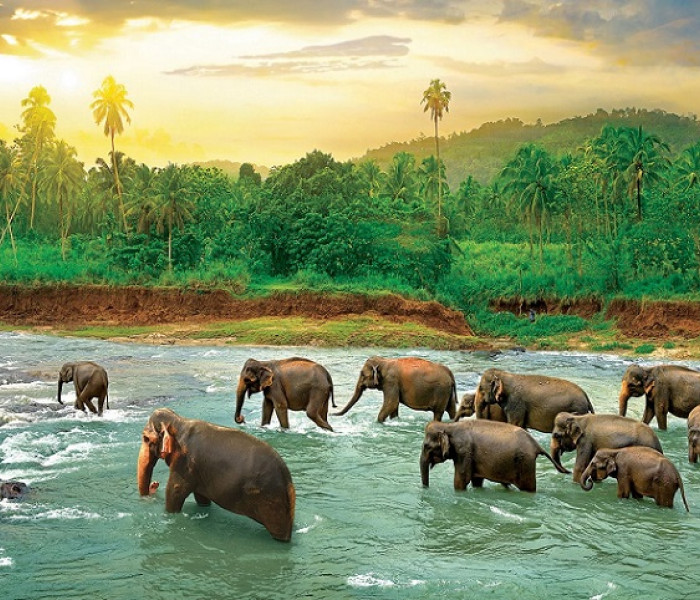 Puzzle - Eurographics - Słonie w rzece