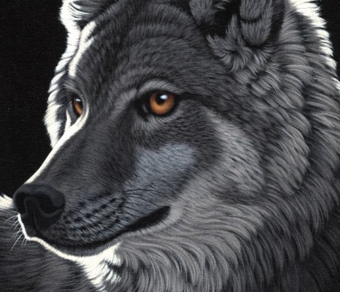 Puzzle - Grafika - Nocny wilk