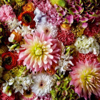 Puzzle - Heye - Dalia