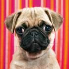 Puzzle - Heye - Puzzle Pies - MINI PUZZLE