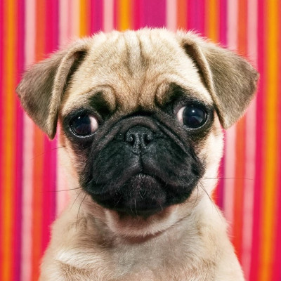 Puzzle Pies - MINI PUZZLE