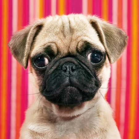 Puzzle Pies - MINI PUZZLE