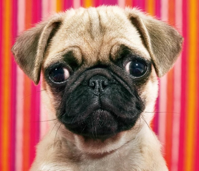 Puzzle - Heye - Puzzle Pies - MINI PUZZLE