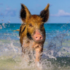 Puzzle - Heye - Prosiątko na plaży