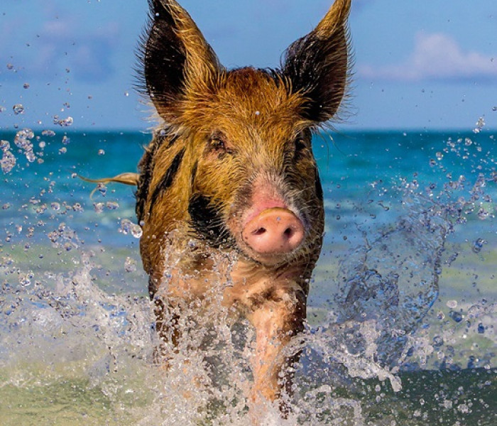 Puzzle - Heye - Prosiątko na plaży