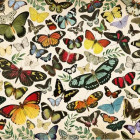 Puzzle - Jumbo - Plakat - motyle