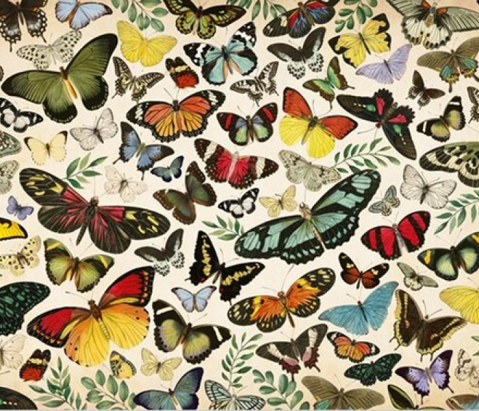 Puzzle - Jumbo - Plakat - motyle