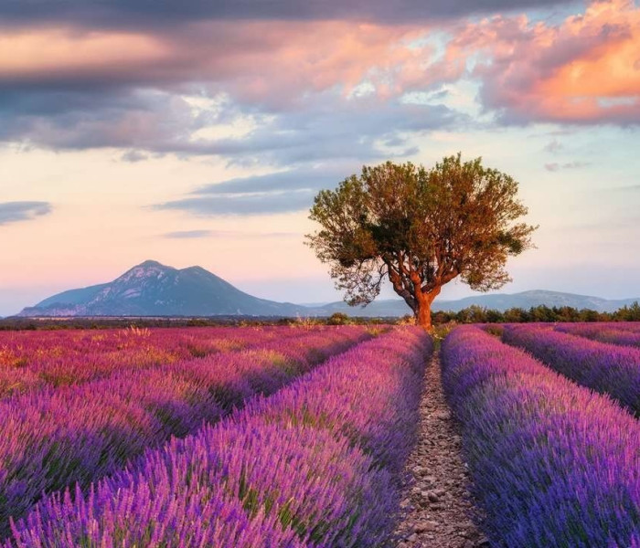 Puzzle - Ravensburger - Lawendowe pole